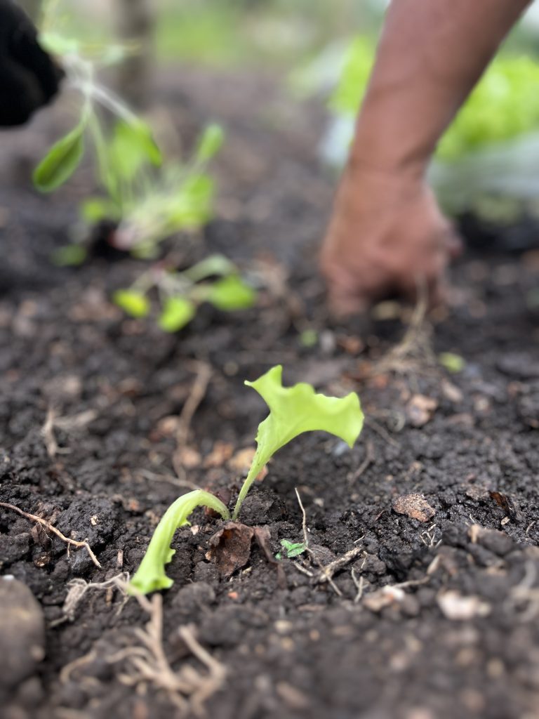 Fertilizantes Orgánicos